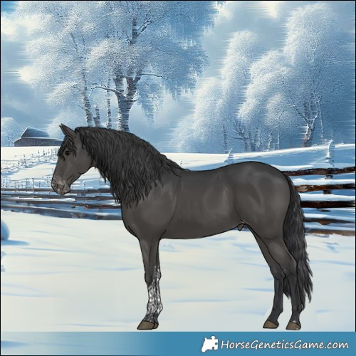 Horse Color:Black Tobiano Appaloosa 