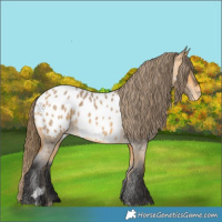 Horse Color:Buckskin Roan Appaloosa 