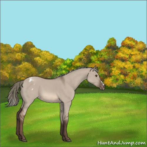 Horse Color:Liver Red Dun Mushroom Appaloosa 