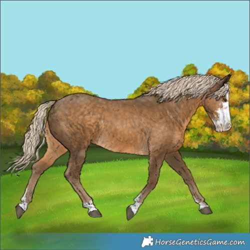 Horse Color:Chocolate Palomino Sabino Rabicano 