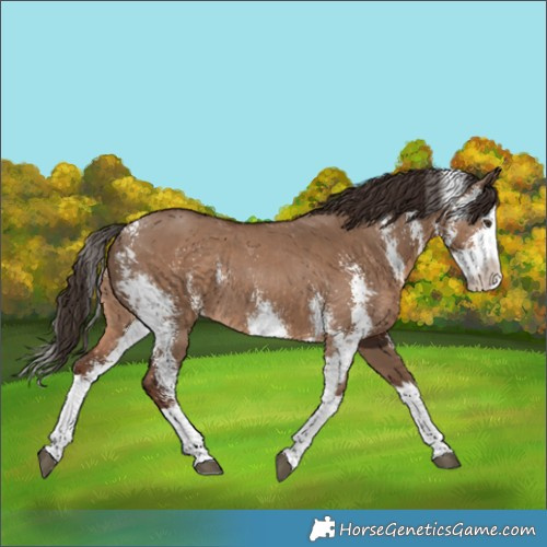 Horse Color:Liver Red Dun Sabino Splash Rabicano 