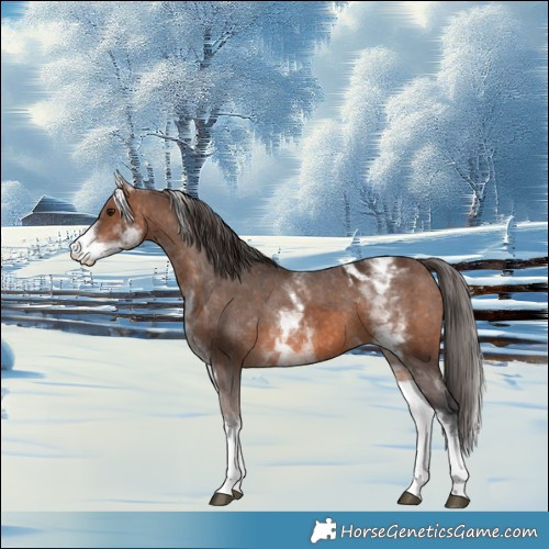 Horse Color:White Spotted Brown Appaloosa Rabicano