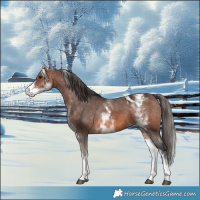 Horse Color:White Spotted Brown Varnish Rabicano 