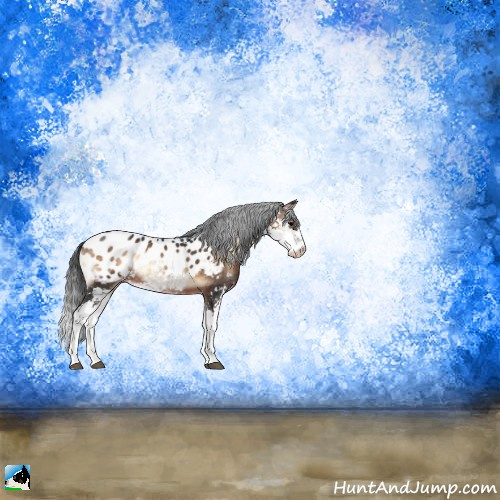 Horse Color:Brown Onyx Sabino Appaloosa Rabicano