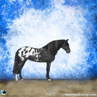 Horse Color:Black Appaloosa