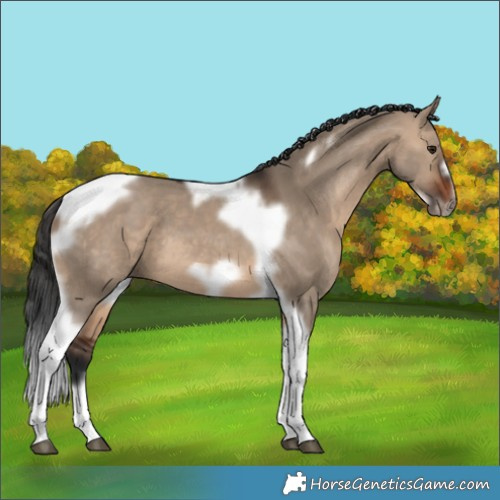 Horse Color:Brown Dun Tobiano Frame 