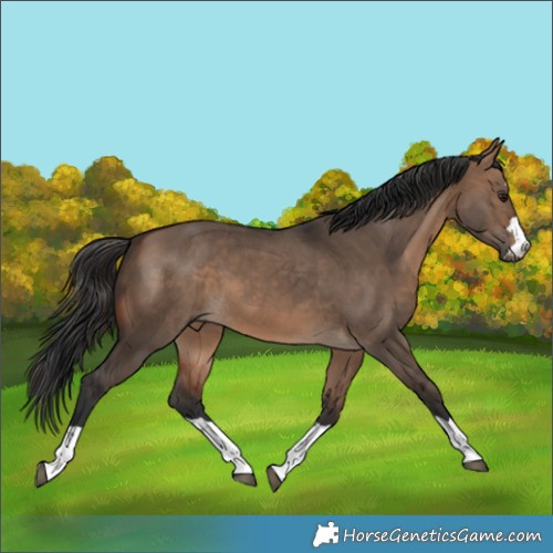 Horse Color:Brown Dun 