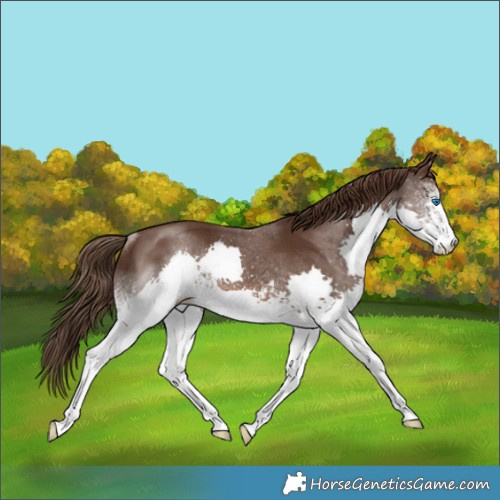 Horse Color:White Spotted Liver Chestnut Splash Rabicano 