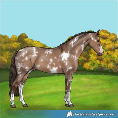 Horse Color:White Spotted Liver Red Dun 