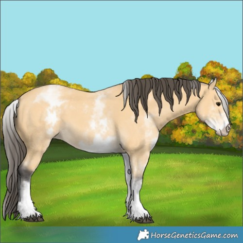 Horse Color:White Spotted Buckskin