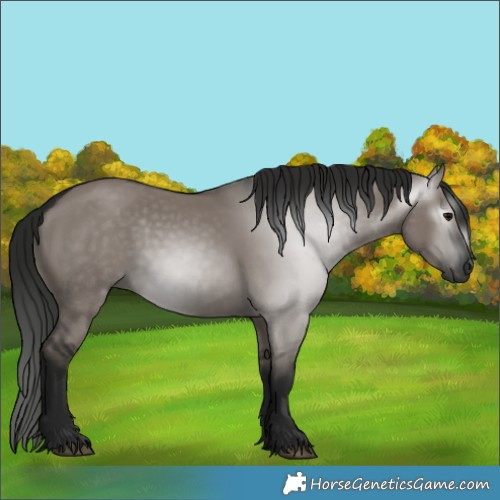 Horse Color:Gray Grullo