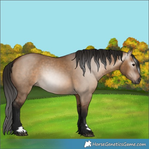 Horse Color:Gray Bay Dun