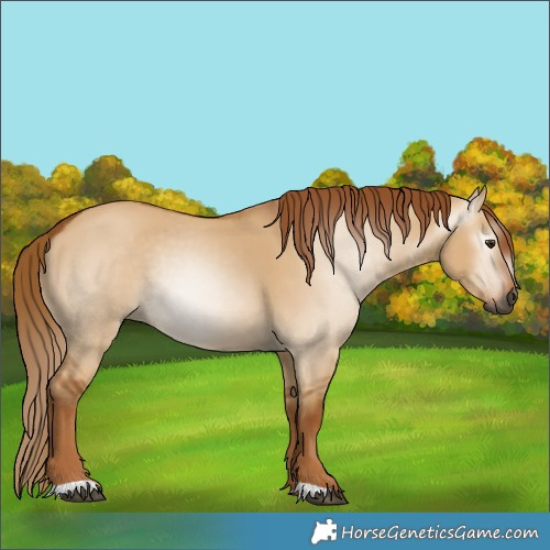 Horse Color:Gray Red Dun Rabicano 
