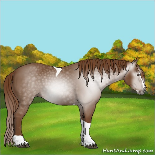 Horse Color:Gray Chestnut Splash Tobiano