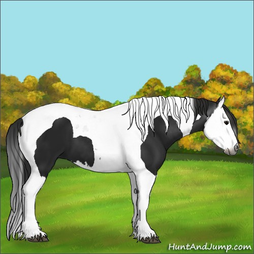 Horse Color:Gray Black Splash Tobiano