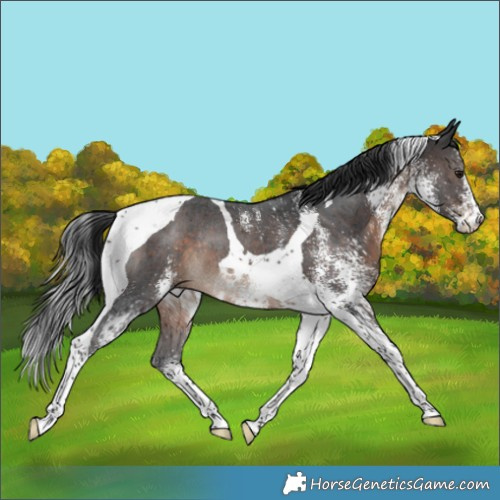 Horse Color:White Spotted Brown Tobiano Rabicano 