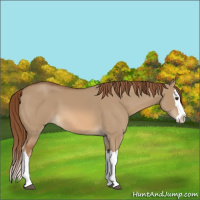 Horse Color:Red Dun Splash 