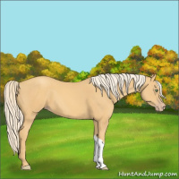 Horse Color:Gold Cream Champagne 
