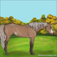 Horse Color:Silver Brown Dun