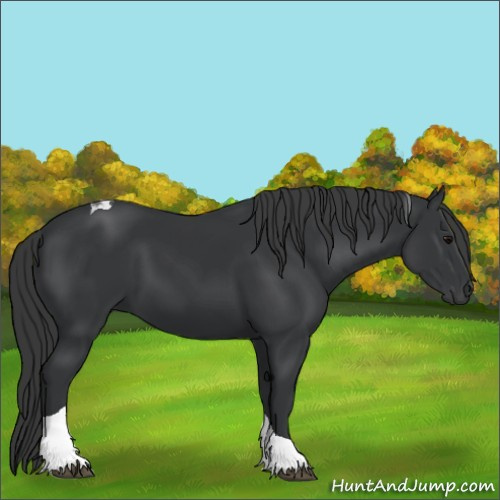 Horse Color:Black Tobiano
