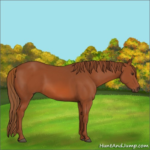 Horse Color:Chestnut 
