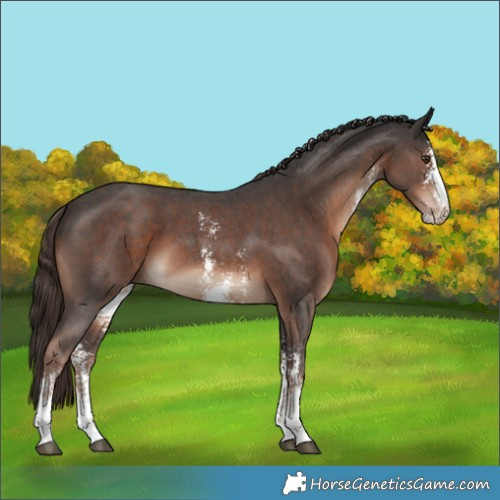 Horse Color:Liver Chestnut Sabino 