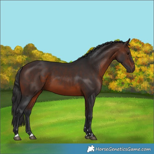 Horse Color:Brown 