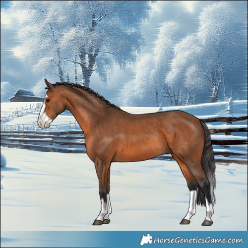 Horse Color:Bay Splash Rabicano 