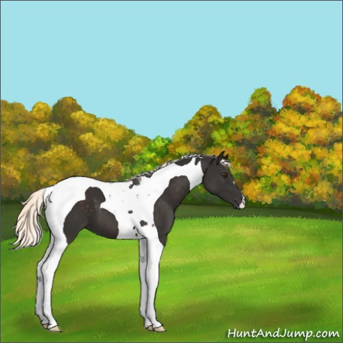Horse Color:Liver Chestnut Mushroom Tobiano 