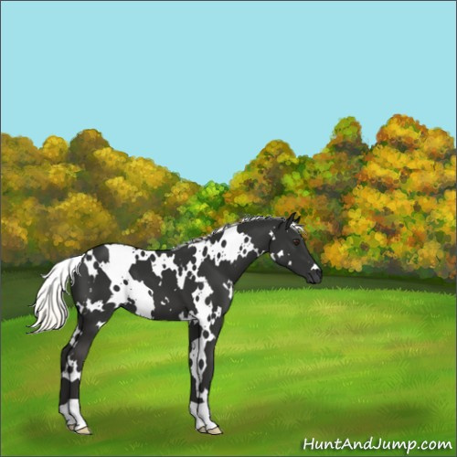 Horse Color:White Spotted Liver Chestnut Mushroom 