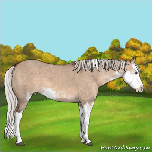 Horse Color:Silver Brown Dun Sabino Splash 