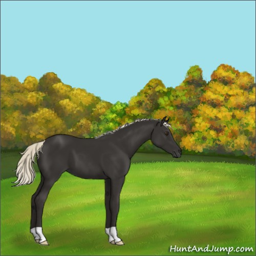 Horse Color:Liver Chestnut Mushroom 