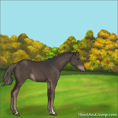 Horse Color:Liver Chestnut Mushroom Sabino 