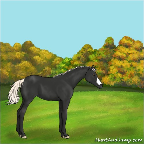 Horse Color:Liver Chestnut Mushroom 