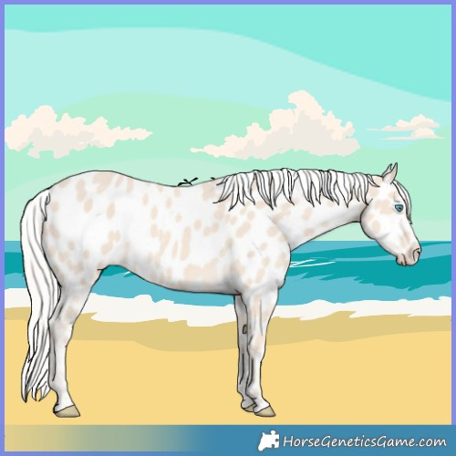 Horse Color:Cremello Appaloosa