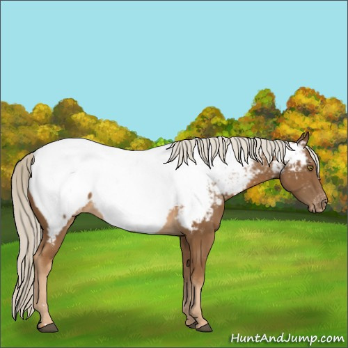 Horse Color:Chocolate Palomino Appaloosa 