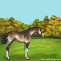 Horse Color:Brown Onyx 
