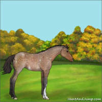 Horse Color:Buckskin 