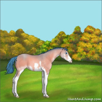 Horse Color:Watercolor Sable Champagne Splash 