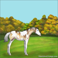 Horse Color:White Spotted Buckskin Onyx Splash Appaloosa 