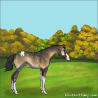 Horse Color:Smoky Blue Onyx Appaloosa 