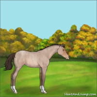 Horse Color:Sable Champagne Roan Appaloosa