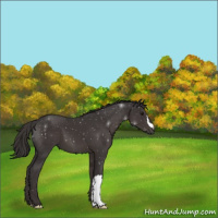 Horse Color:Smoky Black 