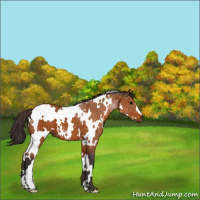 Horse Color:ERROR: UNKNOWN ANOMALY