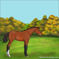 Horse Color:Bay 