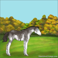 Horse Color:Smoky Black Sabino Splash 
