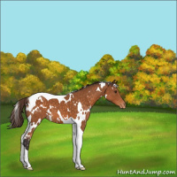 Horse Color:White Spotted Buckskin Mushroom Tobiano Appaloosa