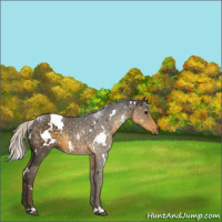 Horse Color:White Spotted Silver Smoky Black