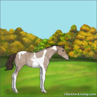Horse Color:Classic Champagne Tobiano 
