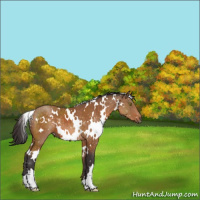 Horse Color:White Spotted Buckskin Mushroom
